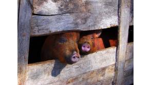 Schweinehaltung: GrunzMobil protestiert in Dresden gegen qualvolle Kastenstände