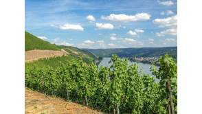 Deutschlands coolste Weine ausgezeichne