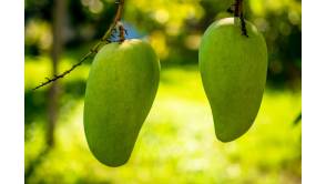Tropenäpfel für die heile Haut | Mangos
