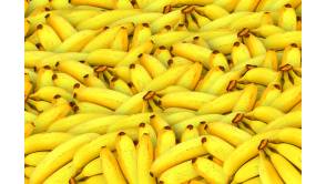 Welche Bananen essen wir in 20 Jahren? Foto:Topfgucker-TV