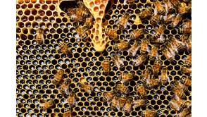  Sachsens Imker fahren Rekord-Honigertrag ein
