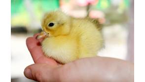 VERBRAUCHER INITIATIVE gibt Tipps rund ums Ei: zu Ostern an die Hühner denken Foto:Topfgucker-TV