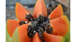 Was sich als kleiner Snack im Büro am besten eignet Foto: Topfgucker-TV Papaya